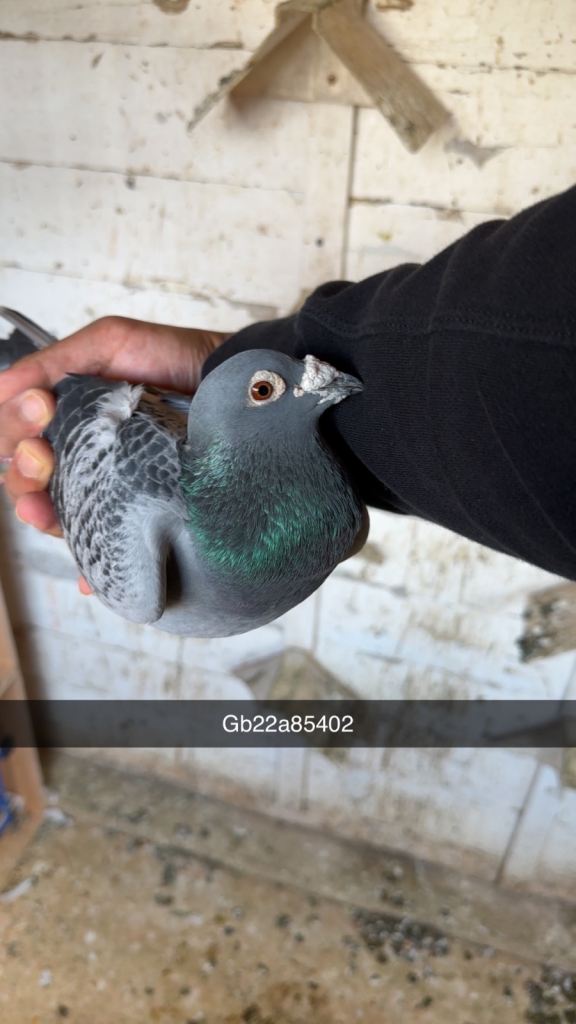 Racing pigeons for sale 