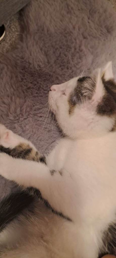 11 week old male kitten 