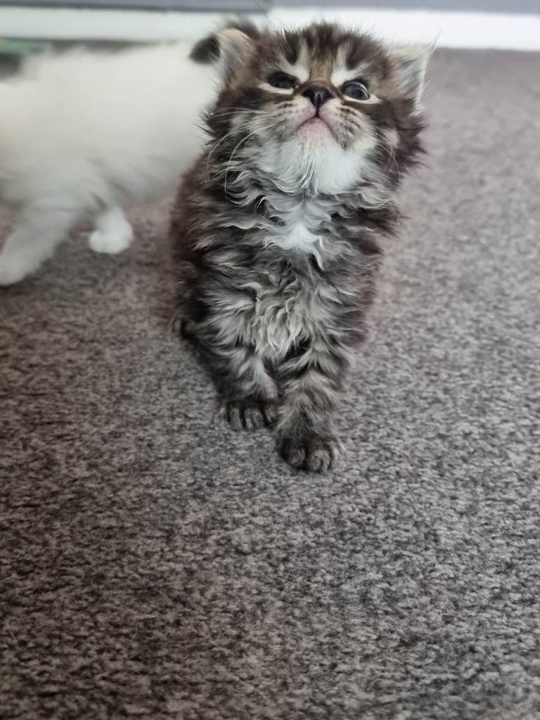  Beautiful Kitten Mainecoon 