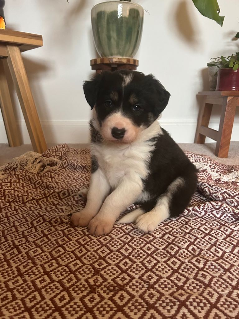  Beautiful collie puppies