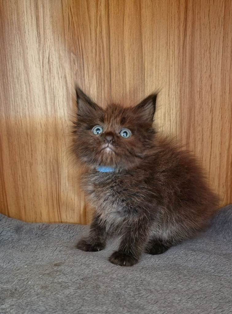 Main coon X ragdoll 