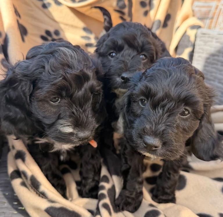 Beautiful Cockerpoo puppies 