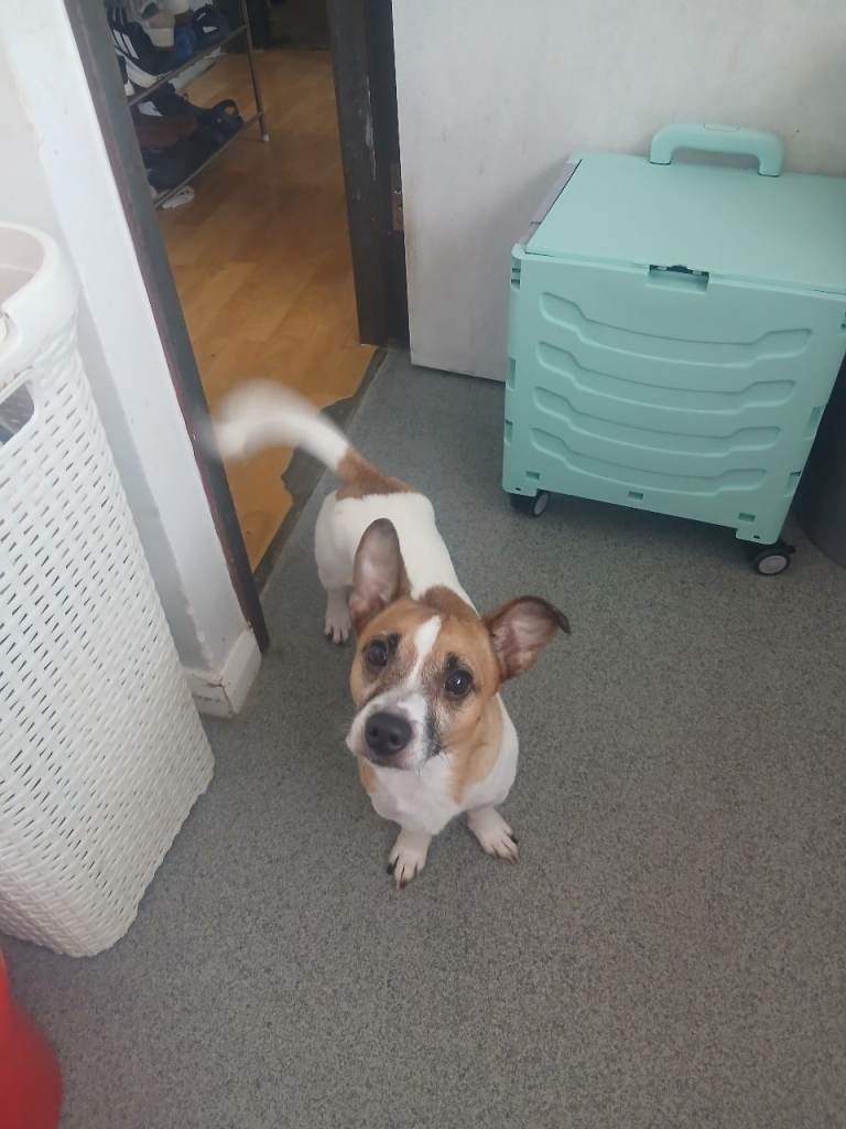 Rehome Russell