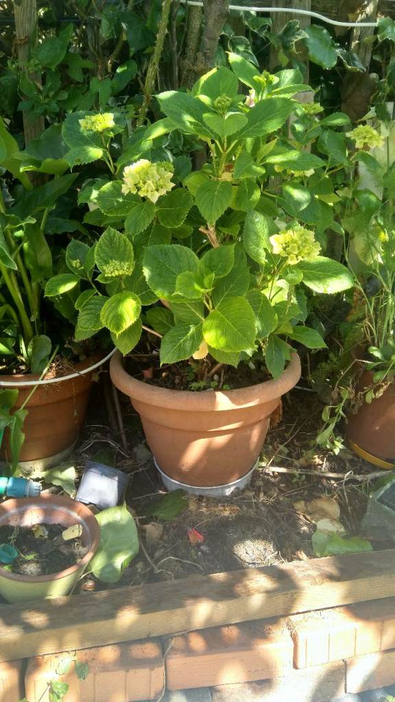 Pink Hydrangea 