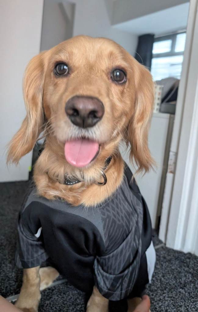 Rupert Cocker Spaniel 