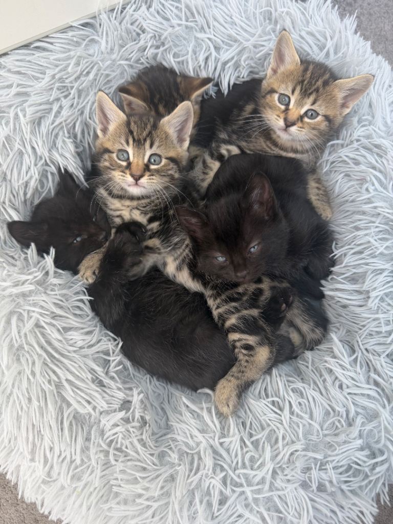 Kittens 