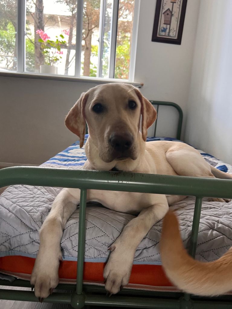 Adorable Labrador Retriever Puppy Looking for a Loving Home
