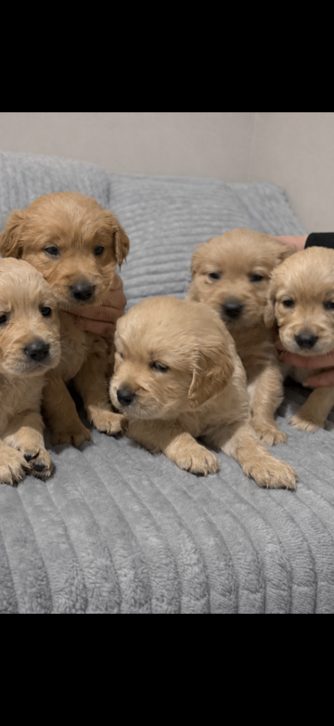 Golden retriever puppies not KC 