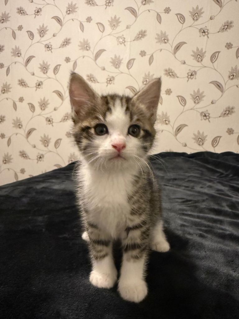 Male kitten 