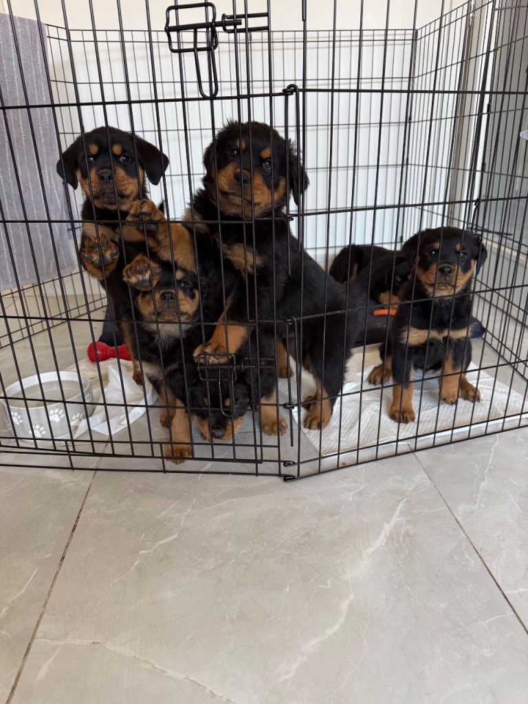 6 gorgeous Rottweiler puppies 