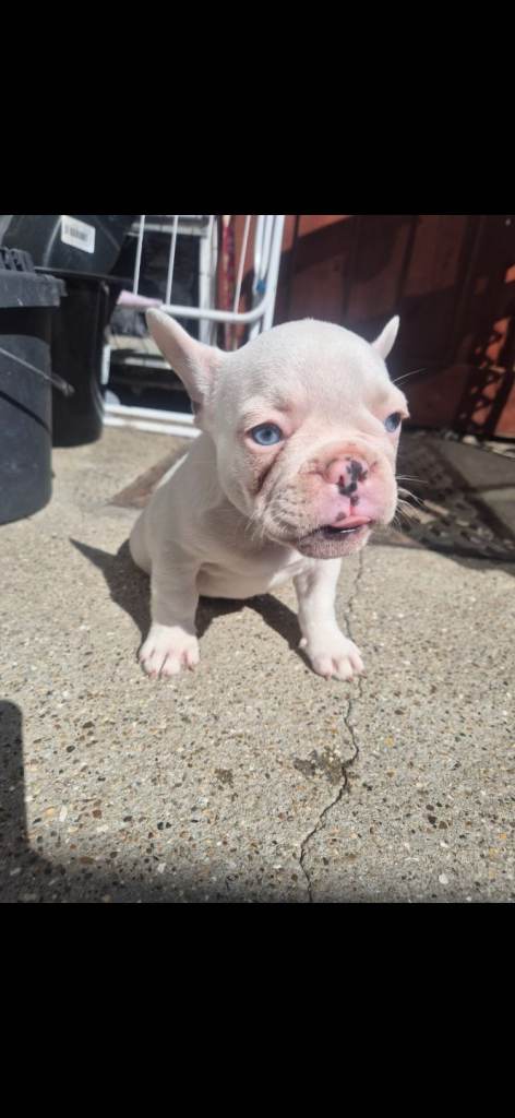 Ready now pedigree register Blue grey white French Bulldog puppies  🏡❤️