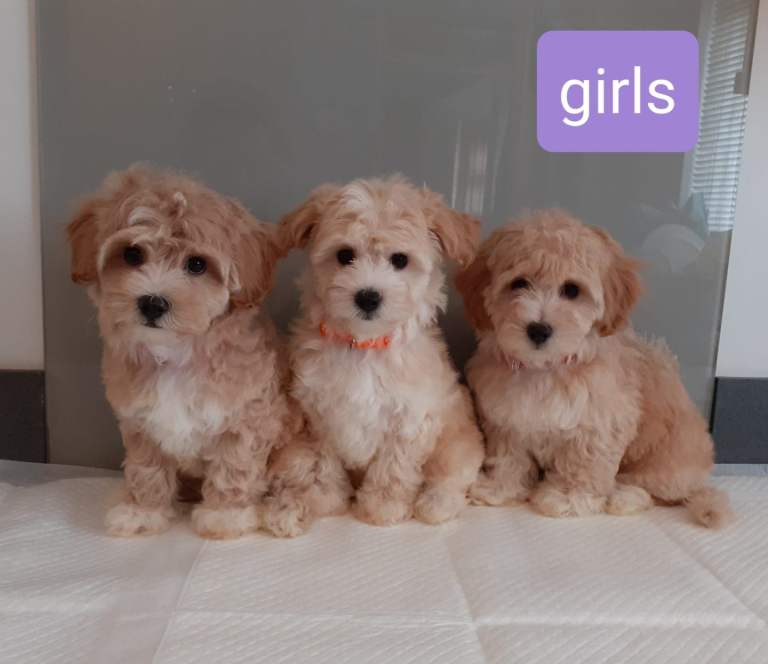 Stunning maltipoo pups 