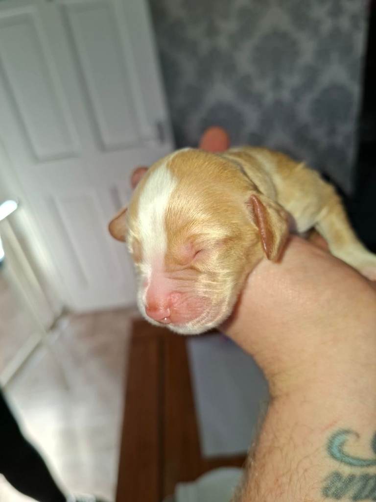 Cocker Spaniel Puppies 