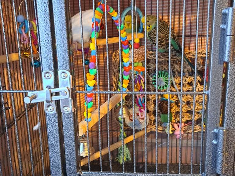 2 Young Budgies 