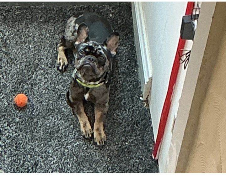 French Bulldog