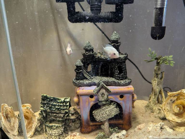 Convict Chichlads and Guppies for sale