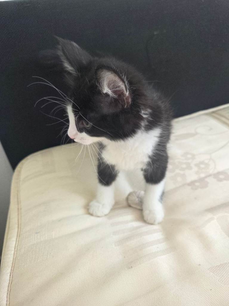 Kittens