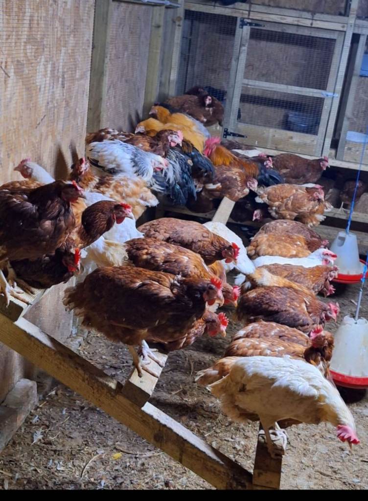 MALE FEMALE CHICKENS FOR SALE