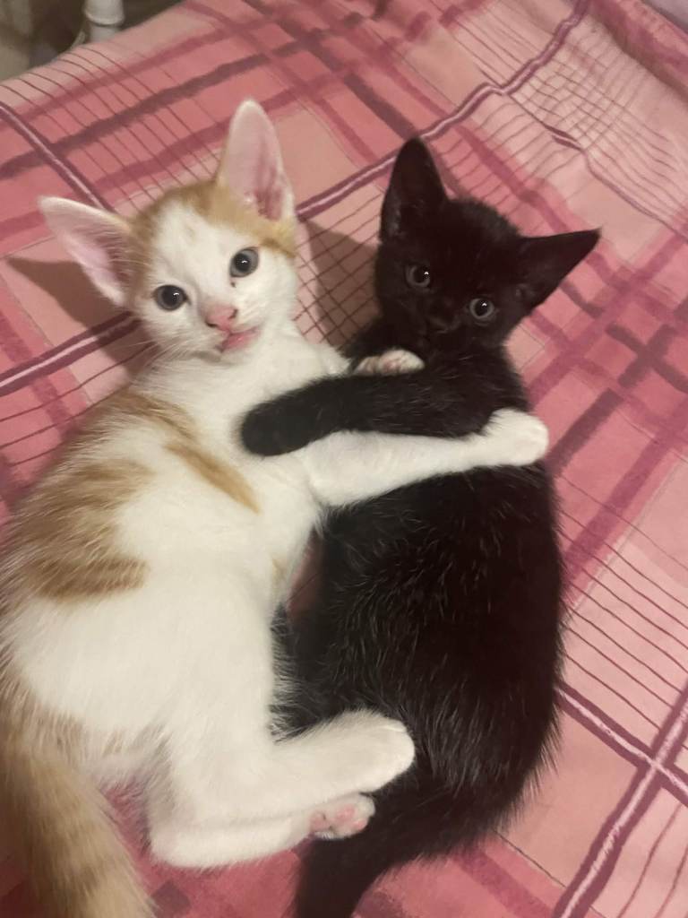 Two Kittens - Both Boys