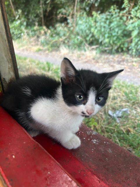 3 kittens ready for new homes