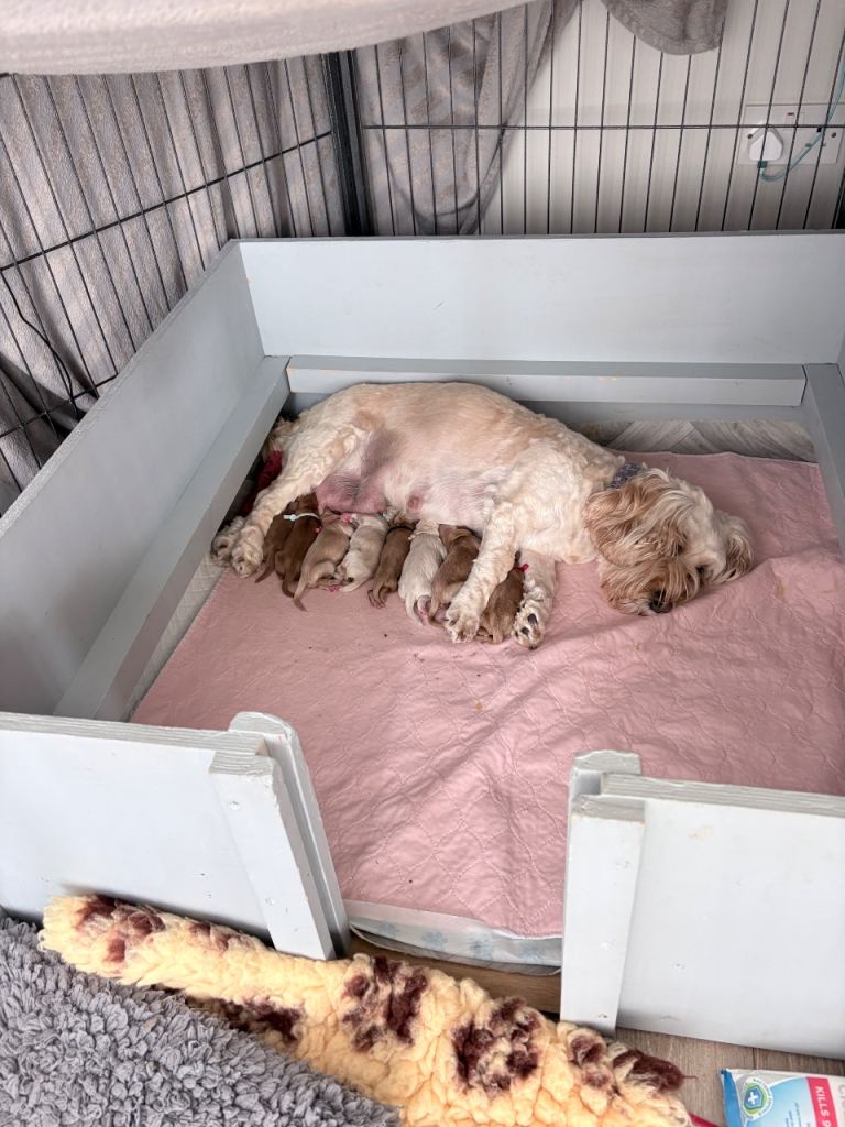 Beautiful Home Bred Cockapoo’s F3b Puppies looking only for their 5 ⭐ forever home 6 boys 2 girl 🥰