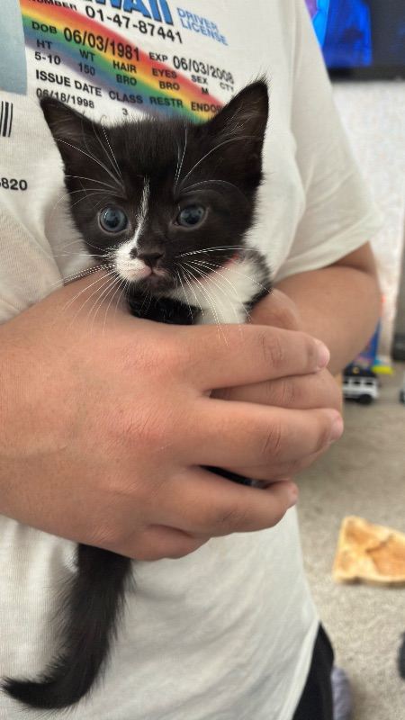 6 kittens 4 girls 2 boys 