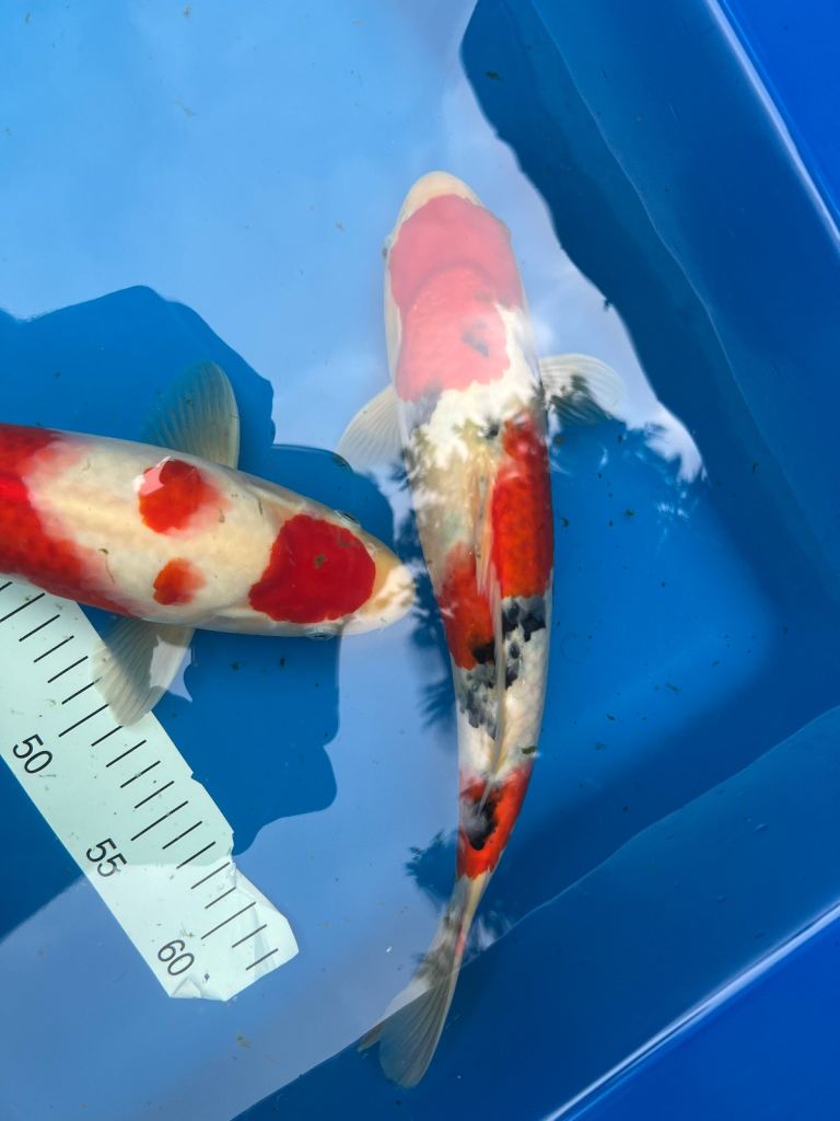 koi fish sale