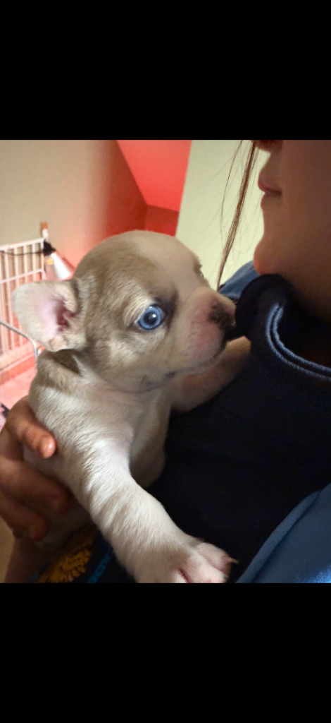 French bulldog pups