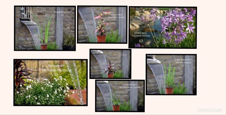 Pond plants / bog filter plants for sale