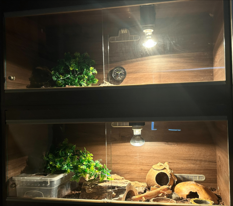 Two leopard geckos full setup