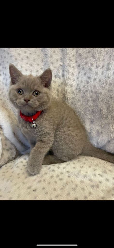 Very cute and playful British shorthair kitten 
