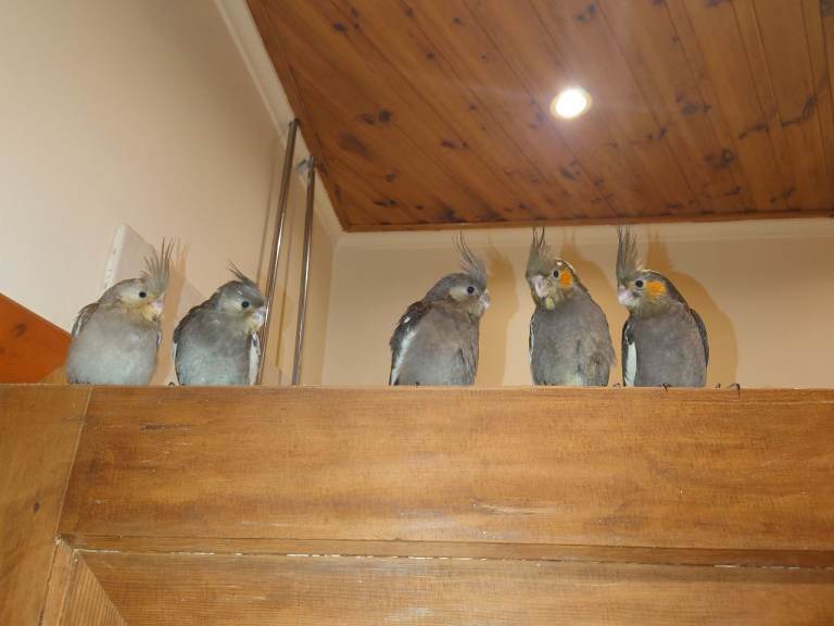 Cockatiel silly tame hand reared needing a new home