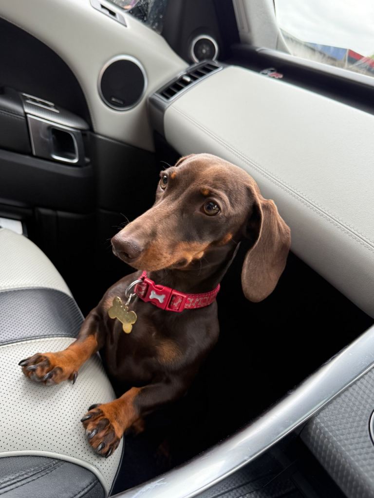 Miniature dachshund 