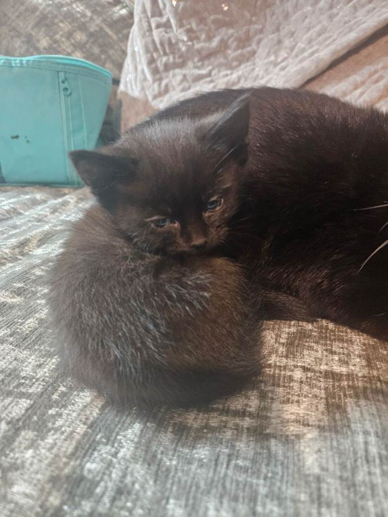 Last black kitten 