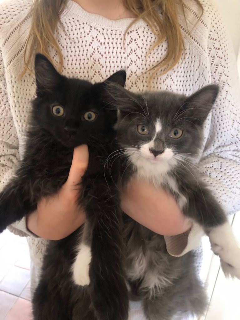 Norwegian Forest Kittens - Boys 