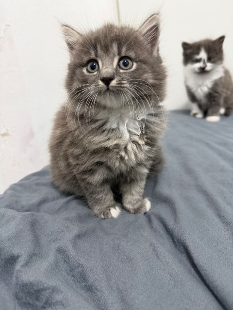 3 beautiful mixed breed kittens 