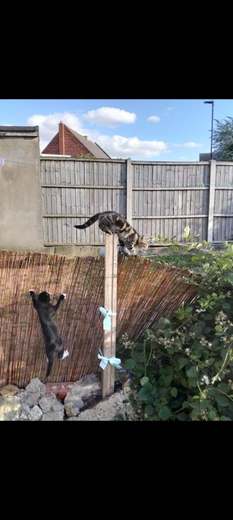 Lovely Kittens 
