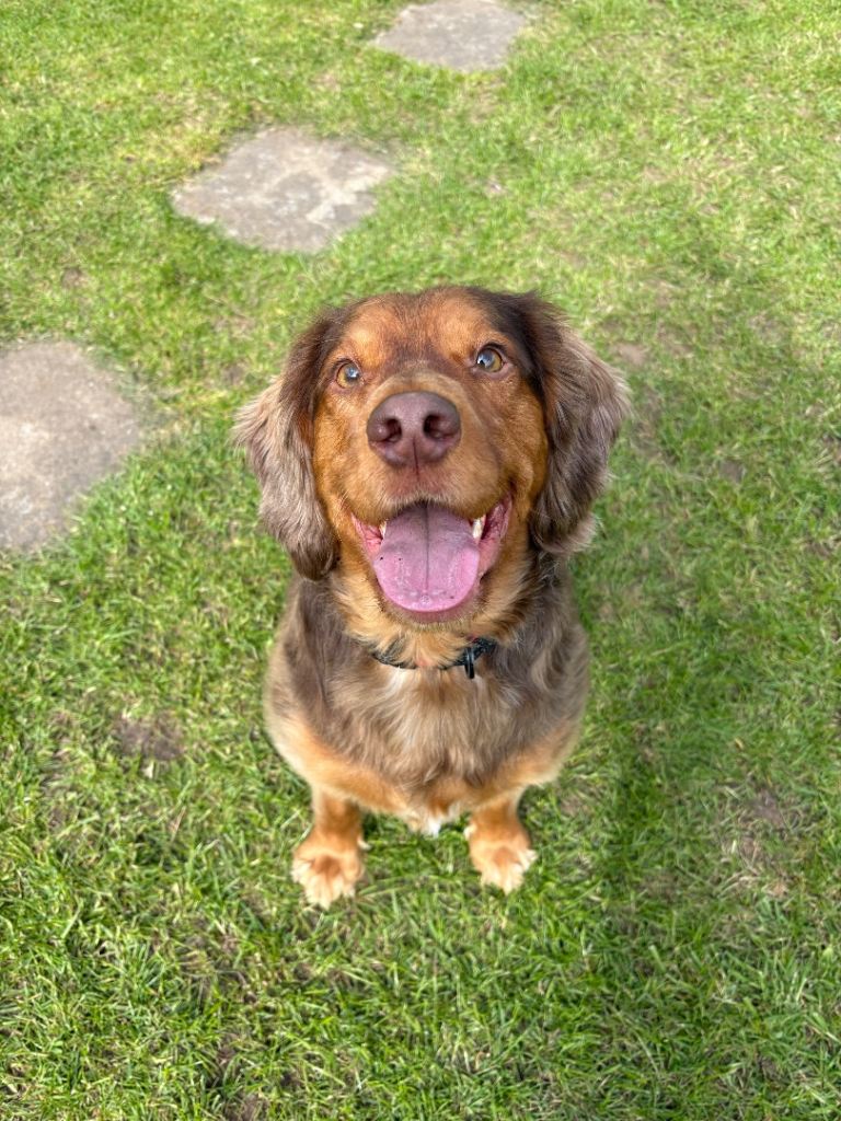 Sprocker Spaniel