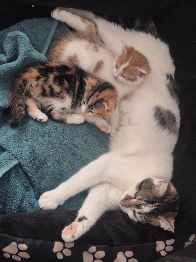 2 beautiful and playful kittens for sale
