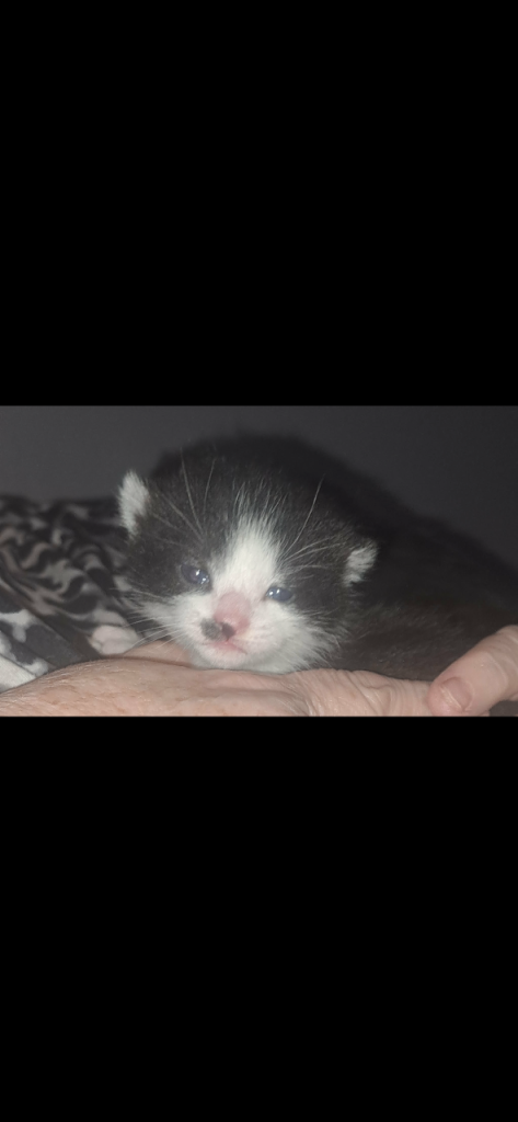 Female kitten 