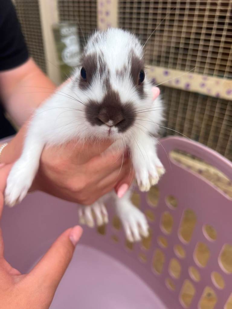 Baby rex bunnies 