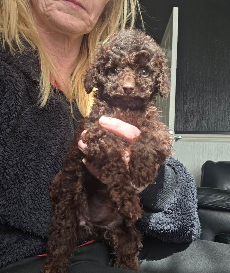 Cockapoo chocolate puppy girl