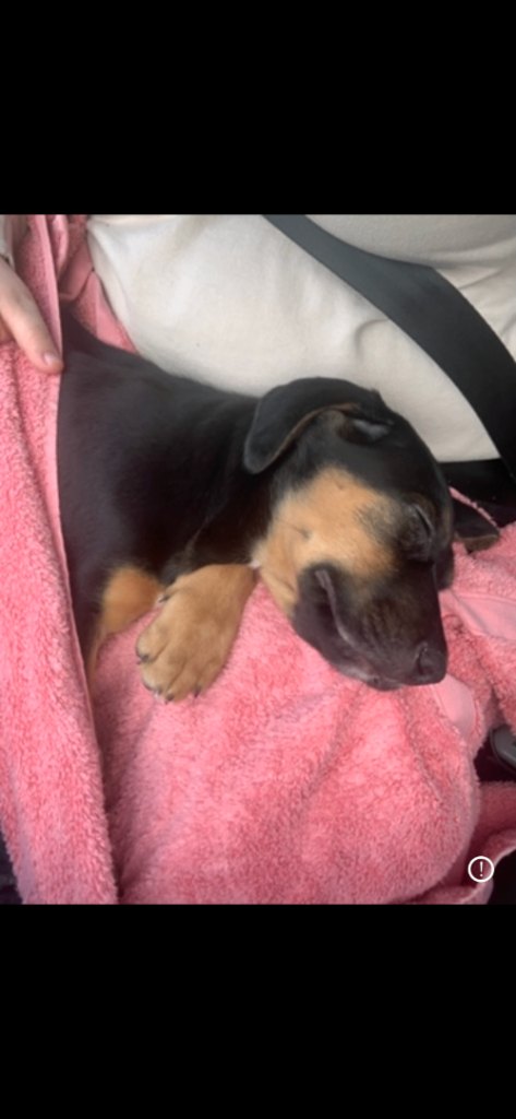 german shepherd x mastiff puppy 