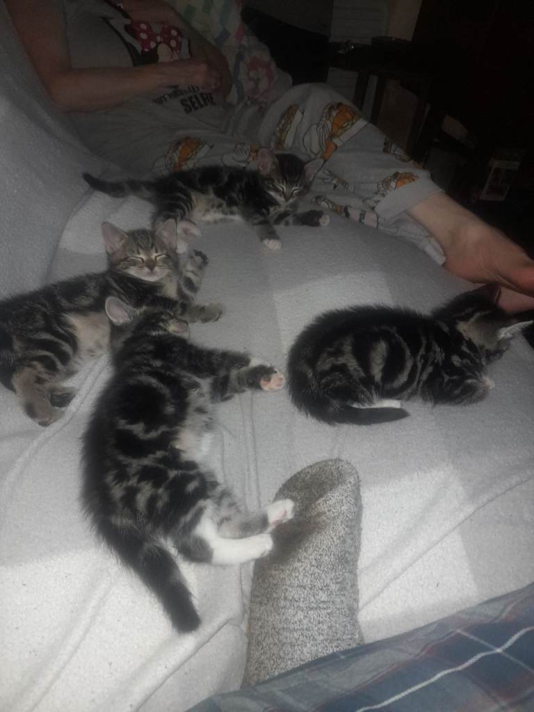 Tabby Kittens 