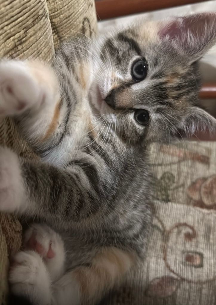 Tabby female kitten