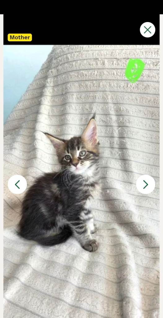 Maincoon kittens 