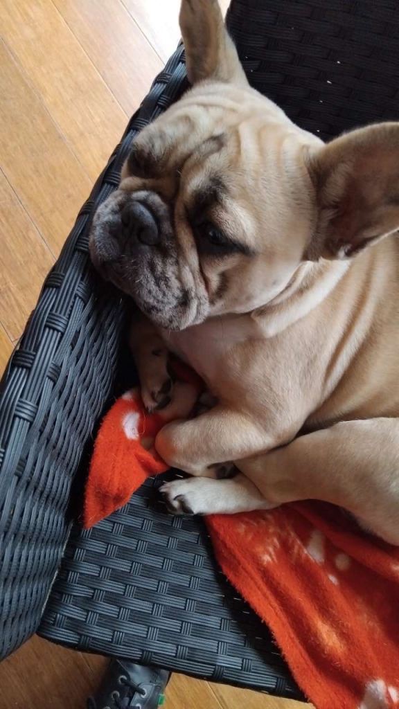 French bulldog for sale