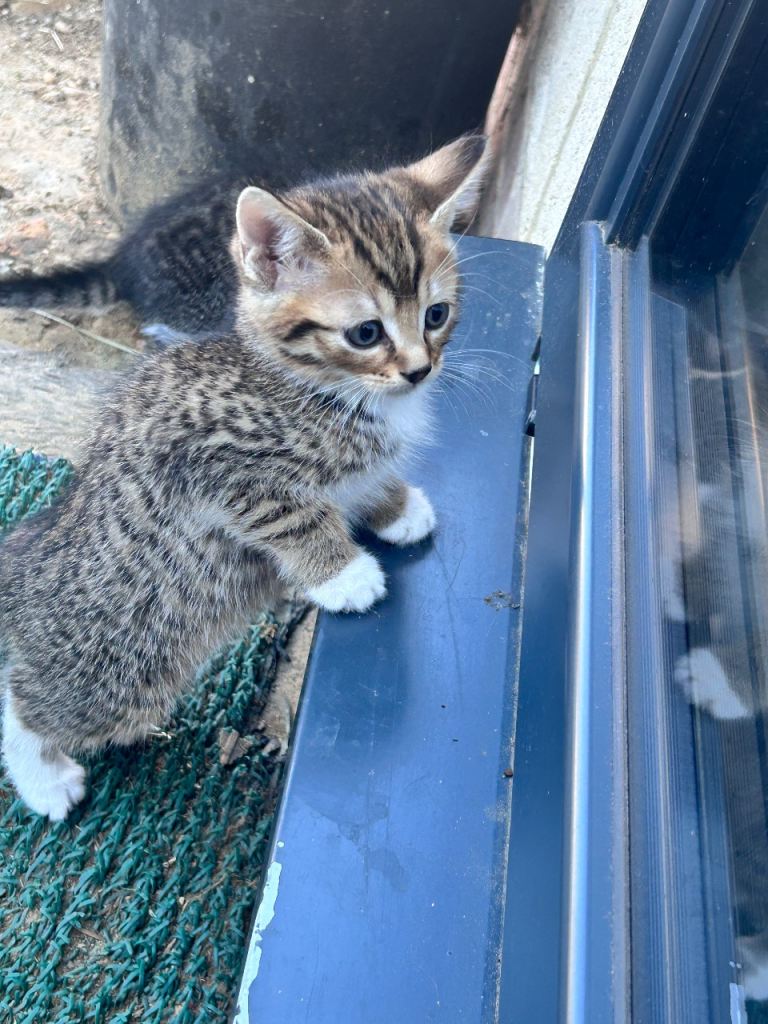 5 adorable tabby kittens