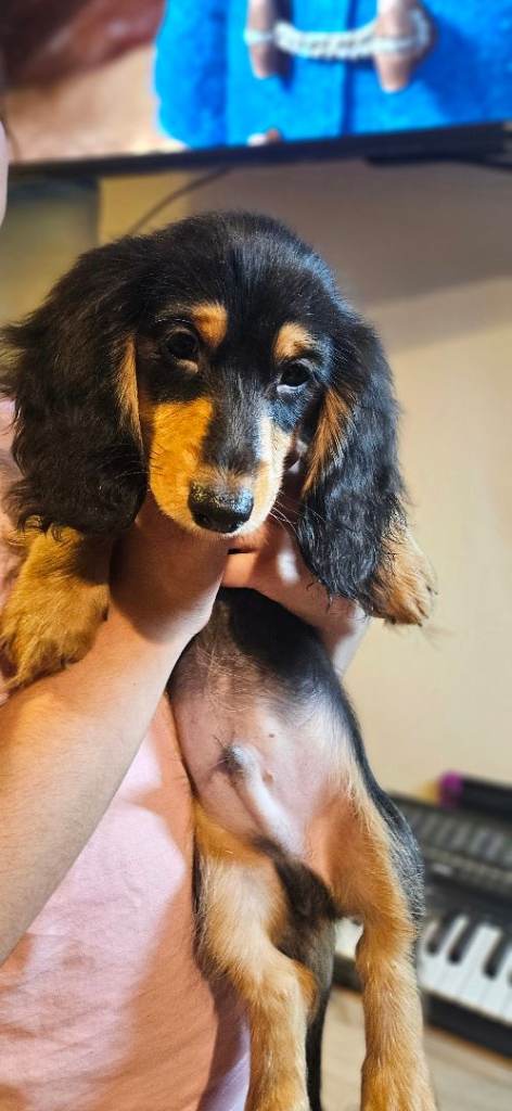 2 longhaired  miniature boys 🩵🩵ready to leave 