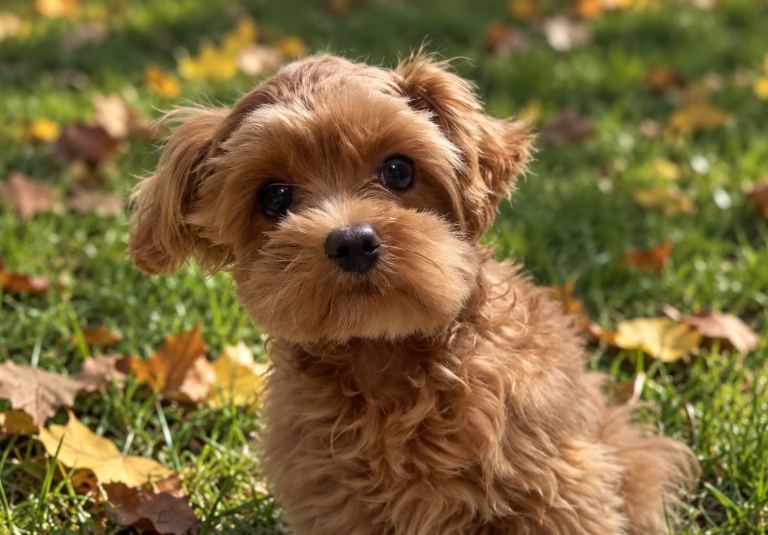 Asian/ Korean Maltipoo Puppies 